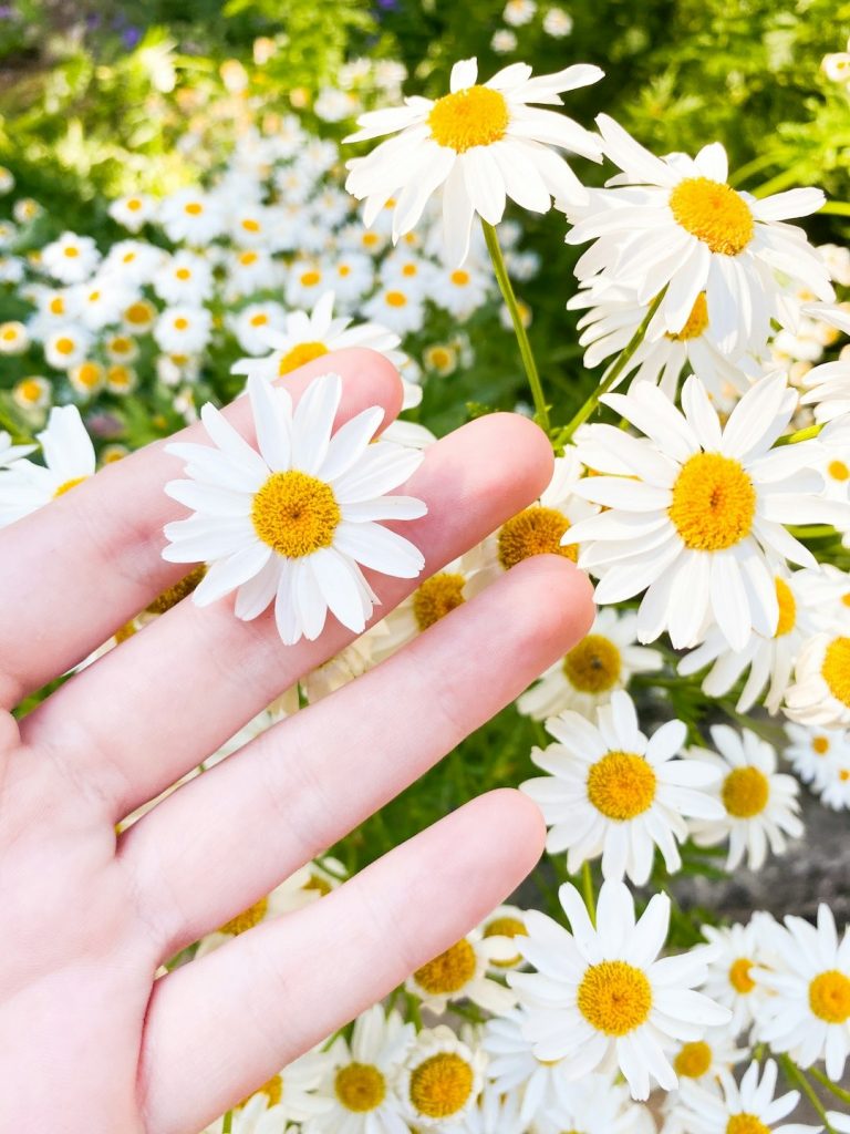 Main féminine cueillant une marguerite dans un champ