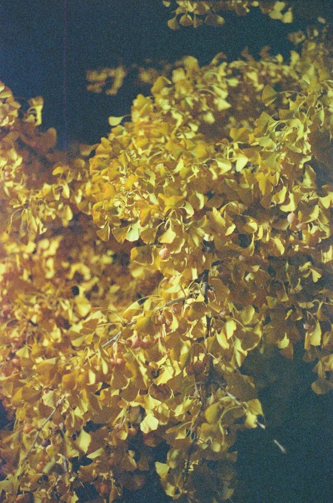 Feuilles de patchouli séchées prêtes à être distillées pour produire une huile parfumée.